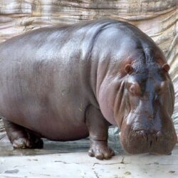 Hippopotamus download high definition wallpapers