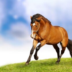 Horse Wallpapers for Home