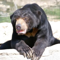 Sun Bear Wallpapers Image Photos Pictures Backgrounds