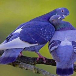 Pigeon Colorful HD Image Wallpapers Photos