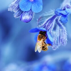 Top 50 Bee Wallpapers New HD Image For Photos Free Download