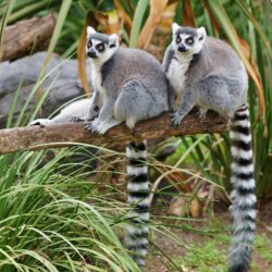 lemurs Wallpapers and Backgrounds