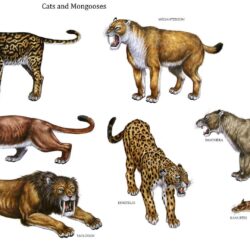 Cats And Mongooses