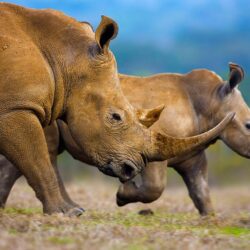 Southern white rhinoceros mother and calf wallpapers by T1000
