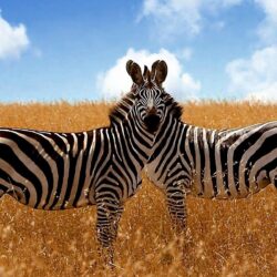 Savanna Zebra