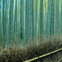 sagano bamboo forest in kyoto one of world’s prettiest groves cnn
