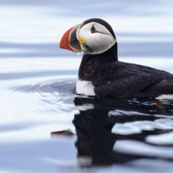 Download wallpaper: Puffin in Svalbard
