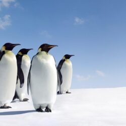 27 Emperor Penguin HD Wallpapers
