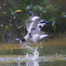 Real Fish Catcher Pied Kingfisher