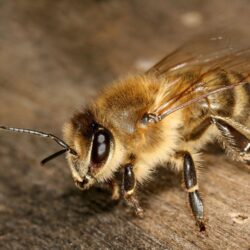 Honey Bee 21000 ~ HDWallSource