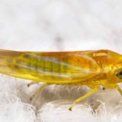 Leafhopper Free HD Wallpapers Image Backgrounds