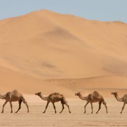 Camel Wallpapers 6