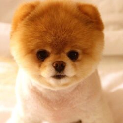 Pomeranian Puppy Wallpapers Group