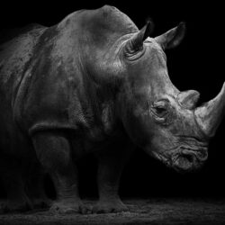 Architects Paper Photo wallpapers «Rhino» 470509