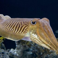 9 Cuttlefish HD Wallpapers