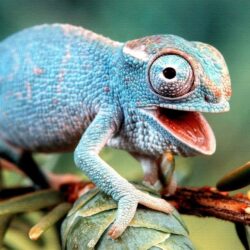 Download Colorful Lizard Wallpapers 21416 High