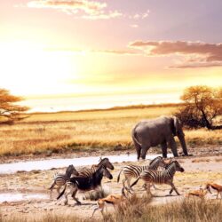 Wild Animals in Africa Wallpapers « Wallpaperz