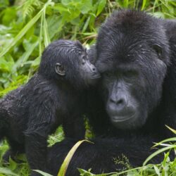National park uganda animals baby gorillas wallpapers