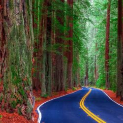 Redwood Forest Road Wallpapers HD Download For Desktop