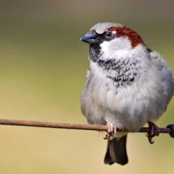 House Sparrow HD wallpapers
