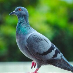 500+ Pigeon Pictures