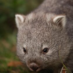 Best 40+ Wombat Backgrounds on HipWallpapers