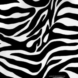 Zebra Print Wallpapers