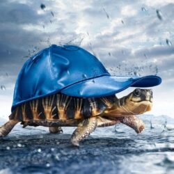 Funny Tortoise HD Wallpapers