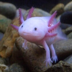 Axolotl