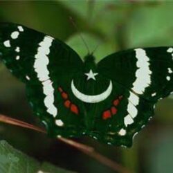 Free download butterfly pakistani flag wallpapers hd free HD Wallpapers [] for your Desktop, Mobile & Tablet