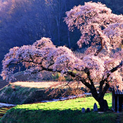 Download Cherry Blossom Wallpapers Wide aHuHaH
