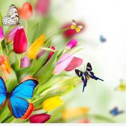 HD Spring Wallpapers