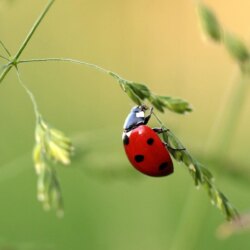 Close Up Photo of Ladybug on Leaf during Daytime · Free Stock Photo