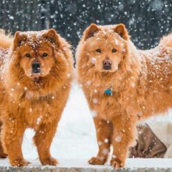 Chow Chow Wallpapers 6