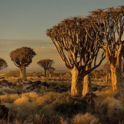 Namibia, Africa, Nature, Landscape, Trees, Savannah, Shrubs