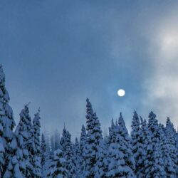 Download wallpapers winter, night, trees, sky, nature