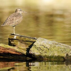 Sandpiper Wallpapers and Backgrounds Image