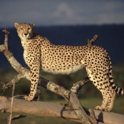 cheetah scouting wallpapers