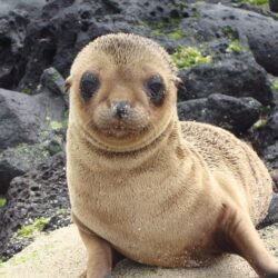 Download wallpapers Sea lion, eared seal, cute animals