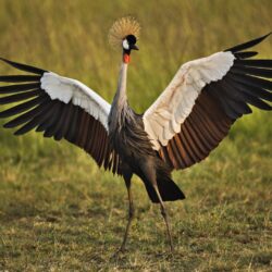 African Crowned Crane Masai Mara Kenya HD desktop wallpapers