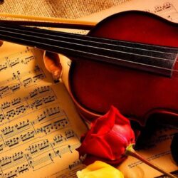Violin notes rose beauty music wallpapers