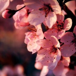 Pink Flower Widescreen HD Wallpapers