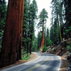 Redwood Road, Sequoia National Park wallpapers