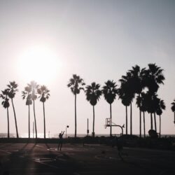Download Basketball, Palm Trees, Friends, Fun, Clear Sky