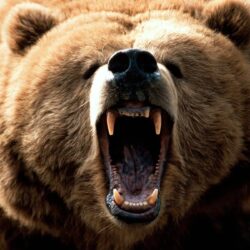 Grizzly Bear Desktop wallpapers