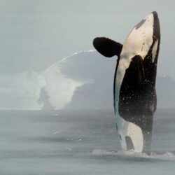 Killer Whale Photos Orca Wallpapers