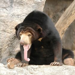 Picture Malayan bear Tongue Animals