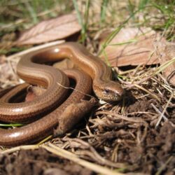 Slow Worm