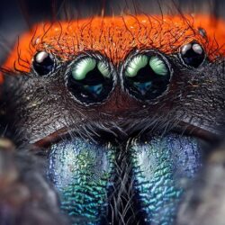 Natural Spider 8 Eyes HD Wallpapers