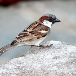 House Sparrow HD Wallpapers